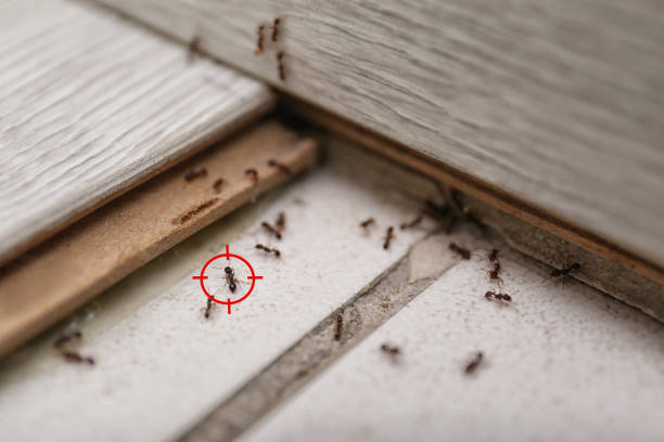 Trusted Flying Hills, PA Pest Control Experts