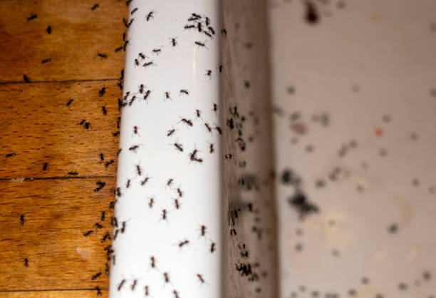 Best Termite Control Services  in Flying Hills, PA