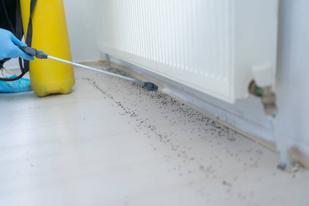Best Insect Control  in Flying Hills, PA